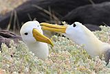 Waved Albatrossborder=